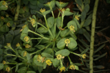 Euphorbia myrsinites RCP4-09 184.jpg